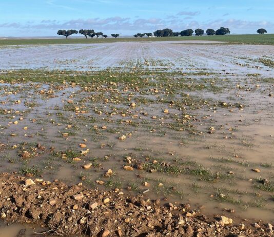 ASAJA Salamanca carga contra la CHD ya que «por su falta de gestión los cultivos están anegados por las lluvias»