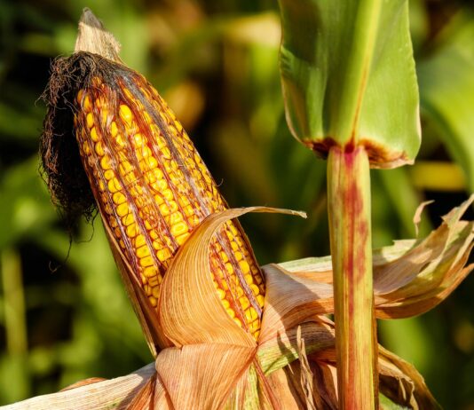 Lonja Agropecuaria de Salamanca del 3 de enero de 2023