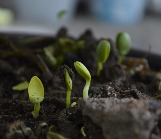 Salamanca acoge una jornada sobre agricultura y ganadería de futuro