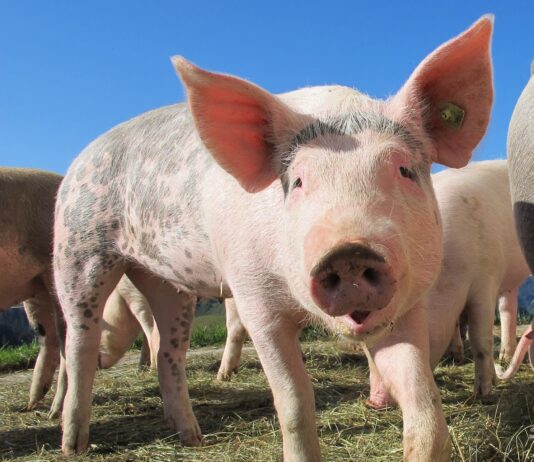 Lonja Agropecuaria de Salamanca del 9 de enero de 2023