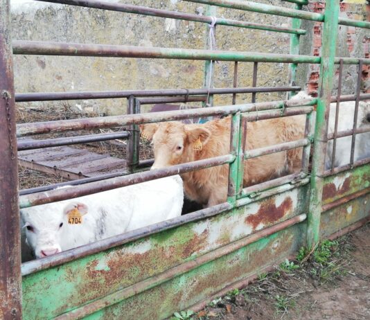 ASAJA Salamanca insta a la administración a que revoque las pruebas de los terneros con destino a cebadero