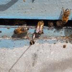 ENTRANDO EN LA PIQUERA