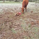 Vaca, con su ternero muerto por los lobos en Topas.
