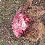 Ternero muerto en Topas por un ataque de lobos.