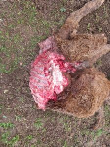 Ternero muerto en Topas por un ataque de lobos.