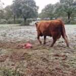 Reproductora y ternero muerto.