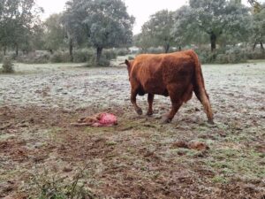 Reproductora y ternero muerto.