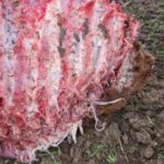 Ternero, devorado por lobos.