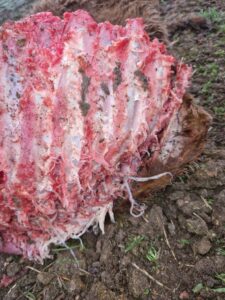 Ternero, devorado por lobos.