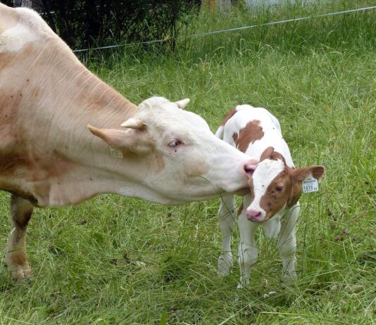 Entran en vigor las restricciones del bovino para las unidades de La Fuente de San Esteban, Ledesma, Lumbrales y Vitigudino