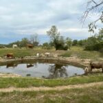 Aumenta el presupuesto de la ayuda de 2022 al suministro de agua a las explotaciones ganaderas