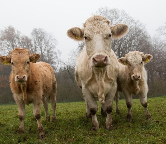 Lonja Agropecuaria de Salamanca del 13 de febrero de 2023