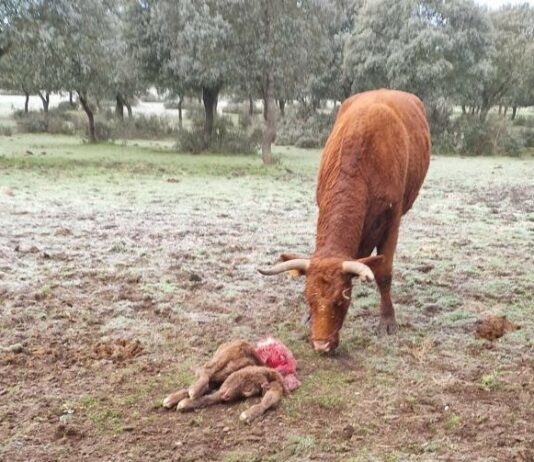 ASAJA Salamanca alerta sobre la muerte de un ternero en Topas a causa del lobo
