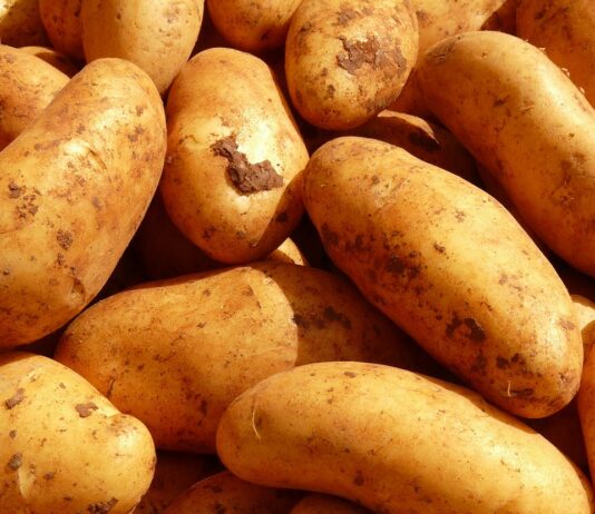 ASAJA pide “lealtad y legalidad” a la cadena alimentaria para que los cultivadores se animen a sembrar patata