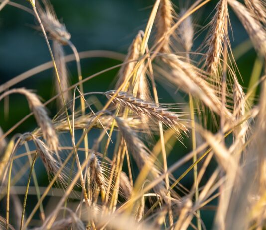 Lonja Agropecuaria de Salamanca del 23 de enero de 2023
