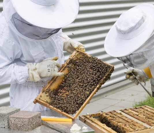 Convocadas las ayudas para la mejora de la producción y comercialización de la miel