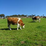 Sube un 10 % la subvención para la contratación del seguro de explotación de ganado vacuno de reproducción y producción y para los jóvenes agricultores