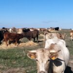 La Dirección General de Producción Agrícola y Ganadera adaptará el REACYL a la nueva normativa de granjas bovinas Una explotación en extensivo de la provincia de Salamanca.