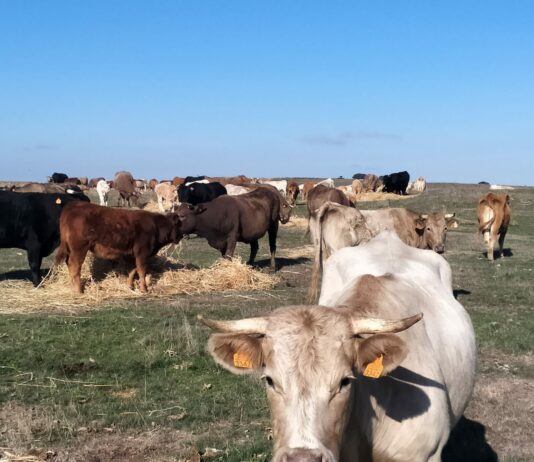 La Dirección General de Producción Agrícola y Ganadera adaptará el REACYL a la nueva normativa de granjas bovinas Una explotación en extensivo de la provincia de Salamanca.