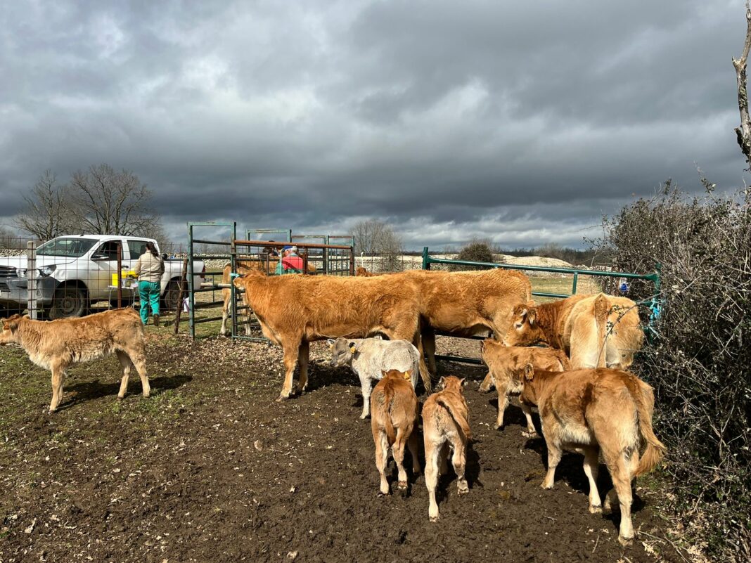 Explotación salmantina de ganado vacuno en extensivo.