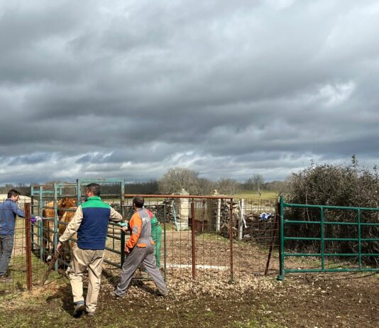 Las OPA llaman a la responsabilidad para solucionar el malestar entre los ganaderos de bovino