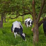 Ayudas para labores de mejora y prevención de daños en terrenos forestales con vocación silvopastoral
