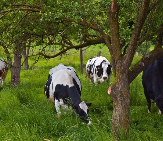 Ayudas para labores de mejora y prevención de daños en terrenos forestales con vocación silvopastoral
