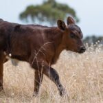 La Consejería de Agricultura, Ganadería y Desarrollo Rural ultima la orden de creación del Observatorio de la Cadena Alimentaria de Castilla y León