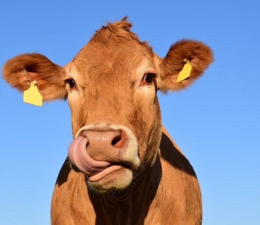 La consejería de agricultura, ganadería y desarrollo rural presenta medidas de flexibilización y autonomía para los ganaderos frente a la tuberculosis bovina