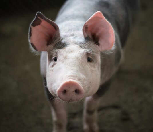 Lonja Agropecuaria de Salamanca del 13 de marzo de 2023