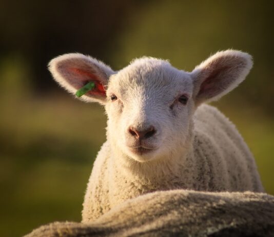 Lonja Agropecuaria de Salamanca del 6 de marzo de 2023