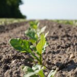 Autorizado el uso excepcional de dos neonicotinoides para la pulguilla y el pulgón de la remolacha