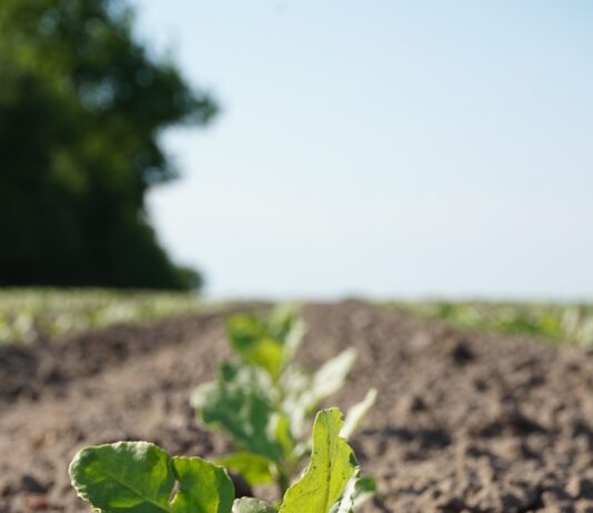 Autorizado el uso excepcional de dos neonicotinoides para la pulguilla y el pulgón de la remolacha