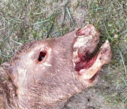 ASAJA denuncia la muerte de un ternero por el ataque de buitres en San Pedro de Rozados