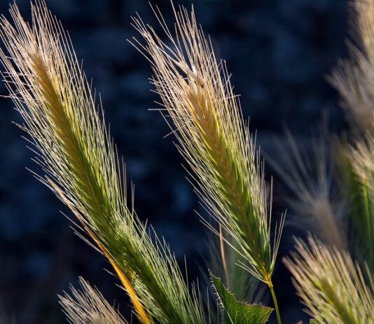 Lonja Agropecuaria de Salamanca del 27 de marzo de 2023