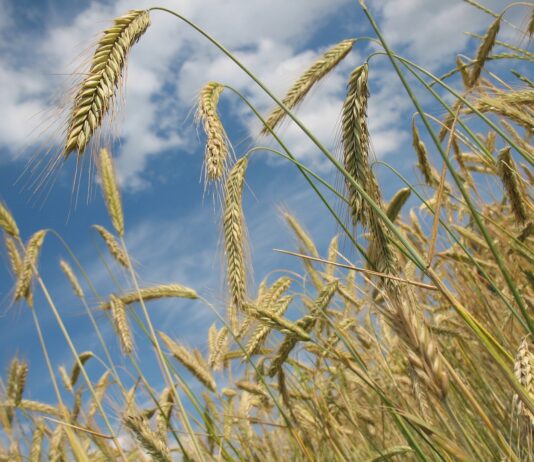 El Índice de precios de los alimentos de la FAO cae ligeramente por 11º mes consecutivo