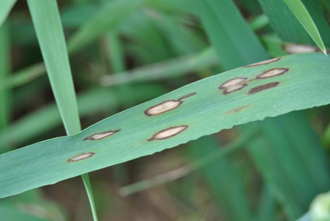 rincosporiosis rincosporiosis