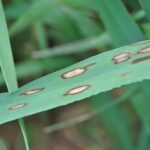 Se recomienda la vigilancia de tronchaespigas, oscinella, septoria, hemintosporiosis y rincosporiosis en parcelas de cereal rincosporiosis