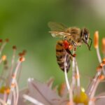 bee-gaa81e822a_1280