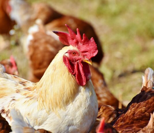 ASAJA, COAG, UPA y Avianza impulsan el Comité Ejecutivo de Integración para la mejora de las condiciones del sector productor de carne avícola en España