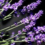 garden-g04f560638_1280