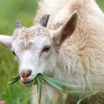 goat-g1cced9a6f_1280
