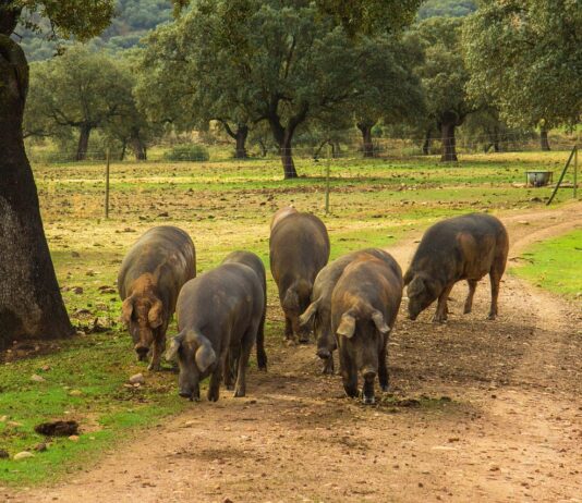 Lonja Agropecuaria de Salamanca del 10 de abril de 2023