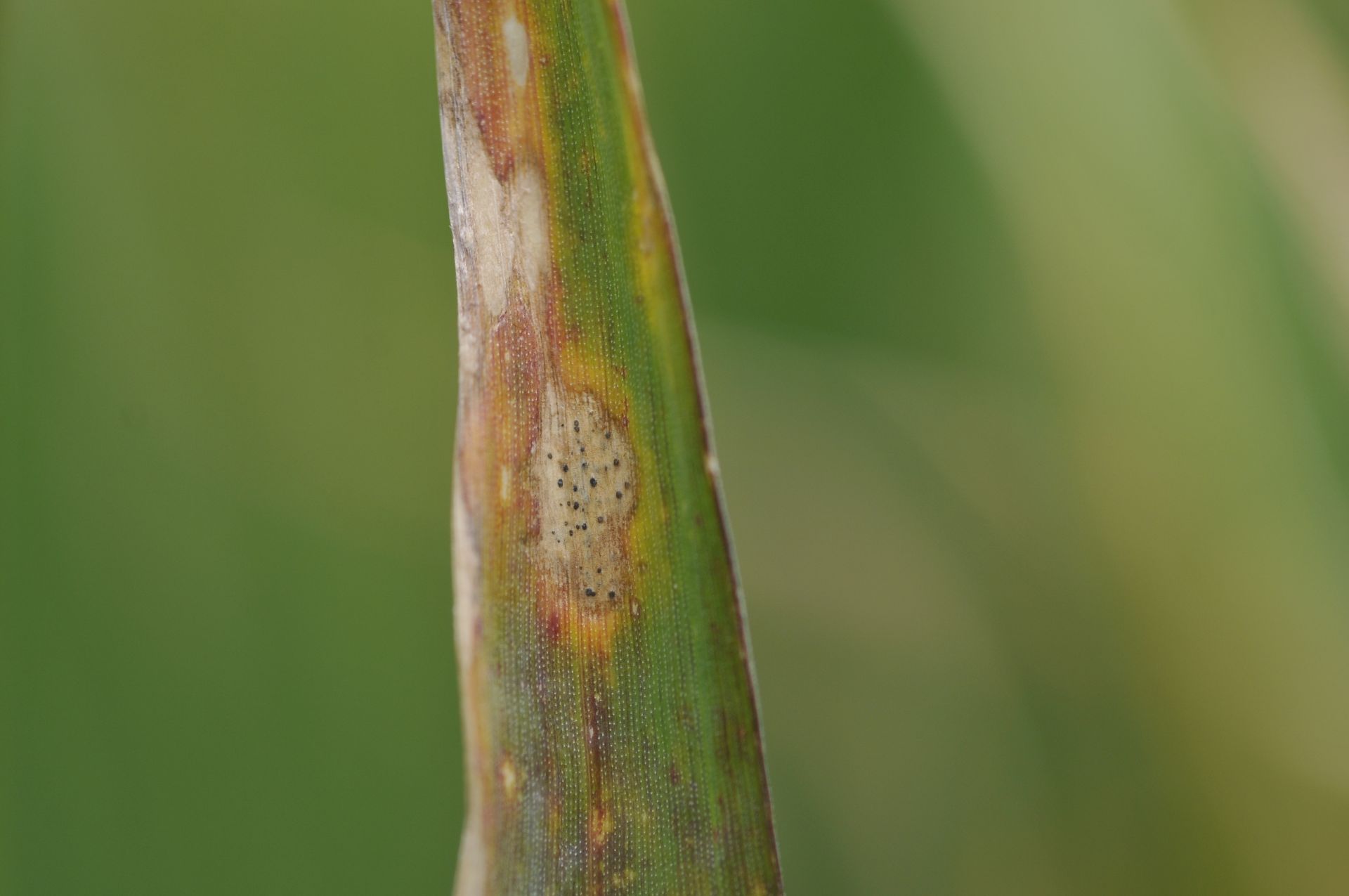 septoria