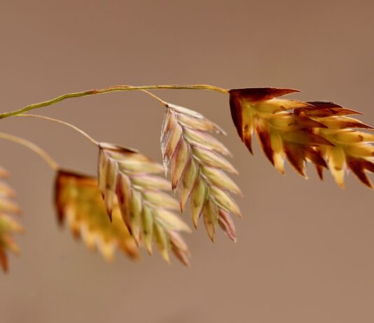 Lonja Agropecuaria de Salamanca del 24 de abril de 2023