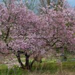 prunus-g5fe7fdb92_1280