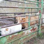 El 19 de abril continúan las restricciones por lengua azul