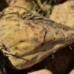 sugar-beet-gbb6a44bfb_1280