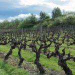 Hasta el 2 de mayo se pueden solicitar las ayudas para la cosecha en verde de viñedos