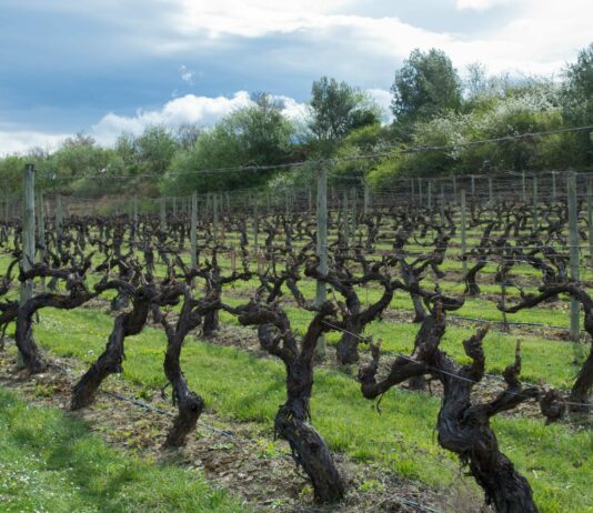 Hasta el 2 de mayo se pueden solicitar las ayudas para la cosecha en verde de viñedos